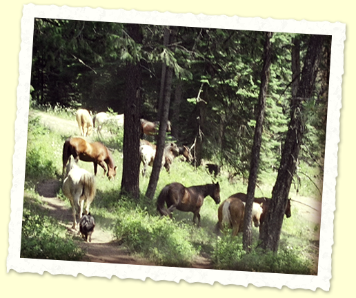 horses